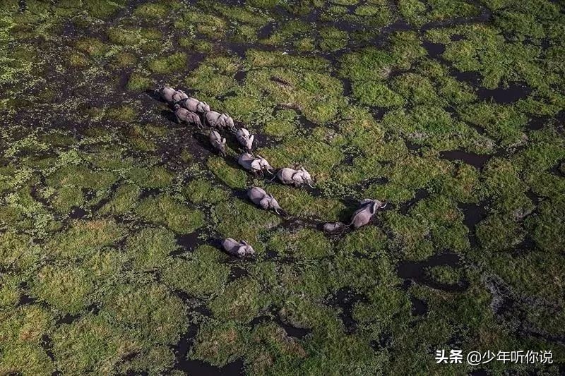 近期因为人类导致的物种灭绝,科普五次物种灭绝事件