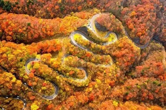 停车坐爱枫林晚风景,停车坐爱枫林晚季节