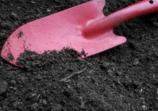 盆栽土的表面发霉要不要紧,盆栽新土怎么处理