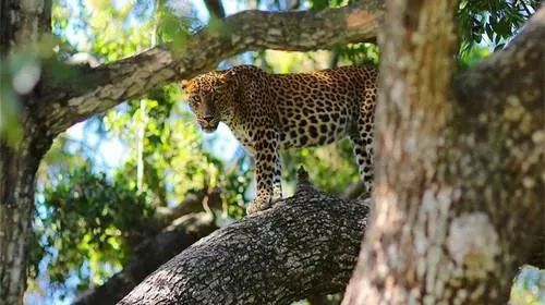 斯里兰卡对华限时免签,2023斯里兰卡免签规则