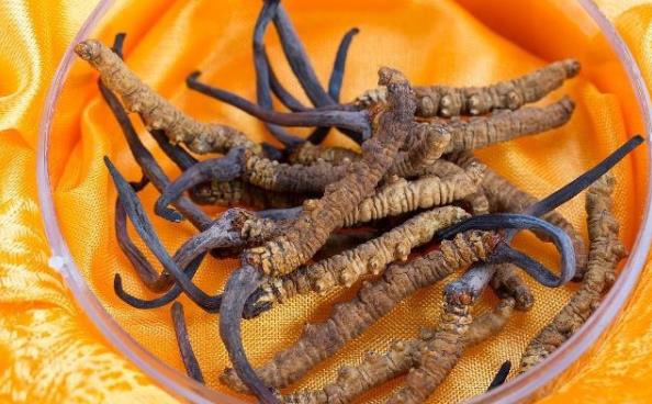 冬虫夏草补肾真的有用吗,冬虫夏草补肾效果怎么样