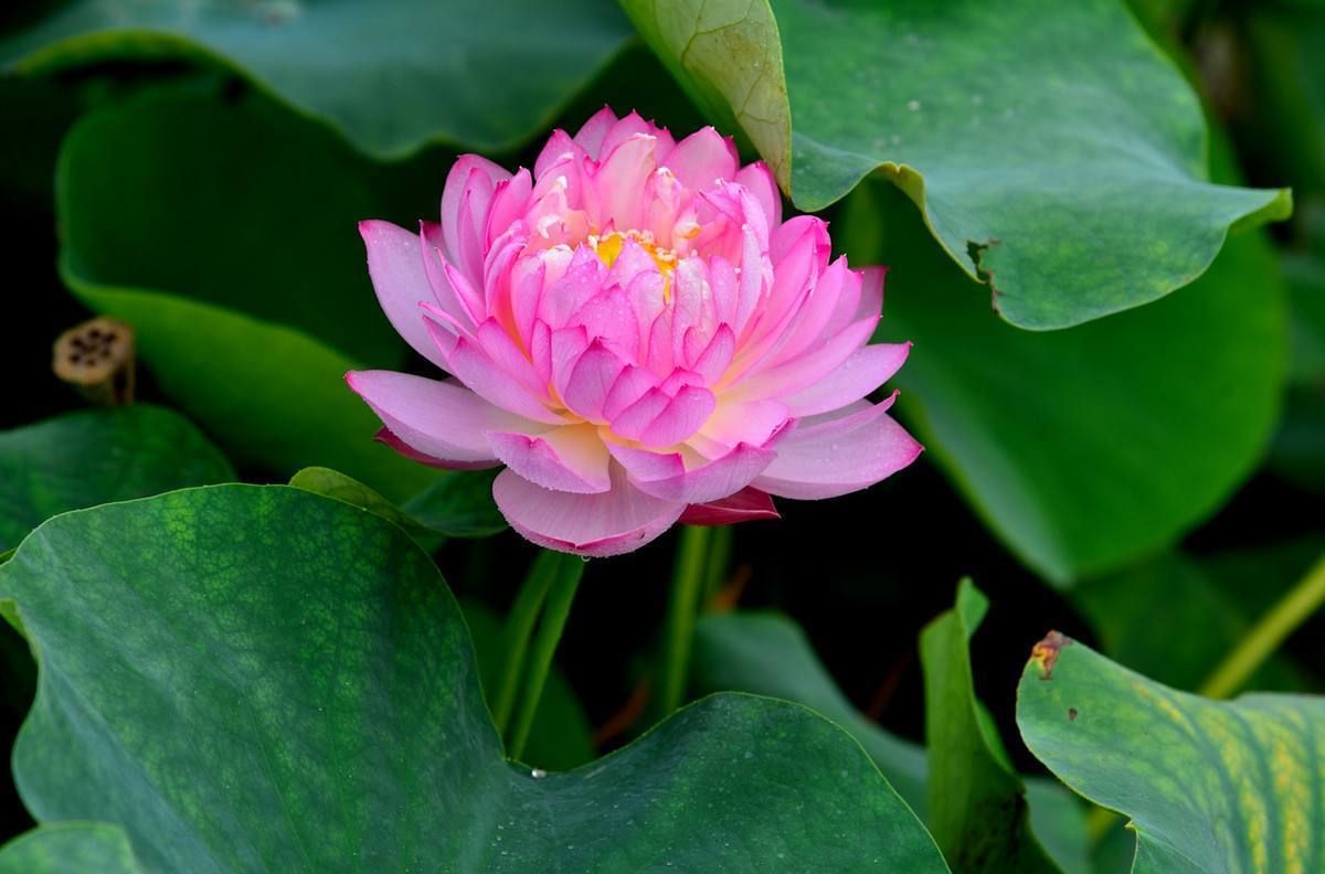 碗莲长得特别长怎么养才能开花,碗莲开花非常的漂亮而且时间长