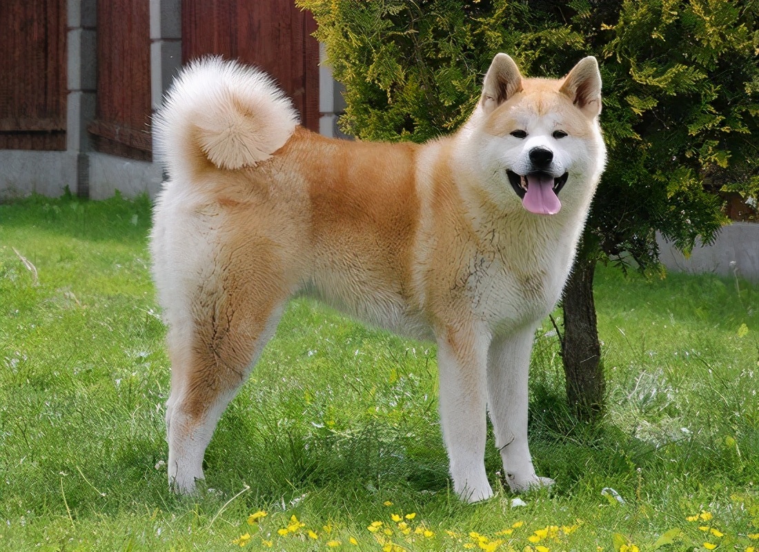 世界上十大最美丽的狗品种,世界上最好看的10种狗动物