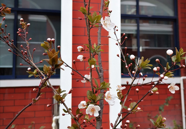 密枝红叶李和红叶李的区别,红叶李与速生红叶李有何区别