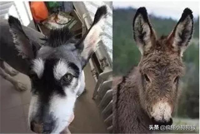 泰迪造型咩咩,泰迪可爱造型大全集