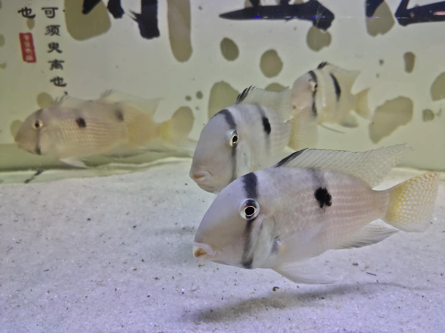 不建议饲养的观赏鱼,家中的观赏鱼可以放到寺庙放生吗