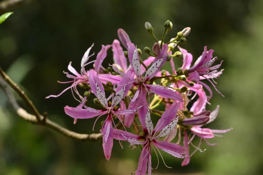 看花与哲学有什么关系？听听博物君刘华杰怎么说|荐展No.80