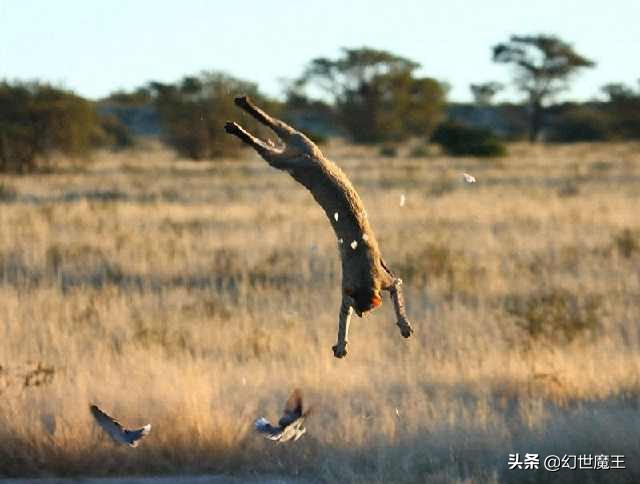 澳大利亚野猫有多凶悍,澳洲野猫有多凶猛