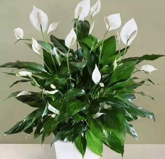 一帆风顺叶尖发黄？掌握5个小技巧，叶片翠绿，花苞蹭蹭窜