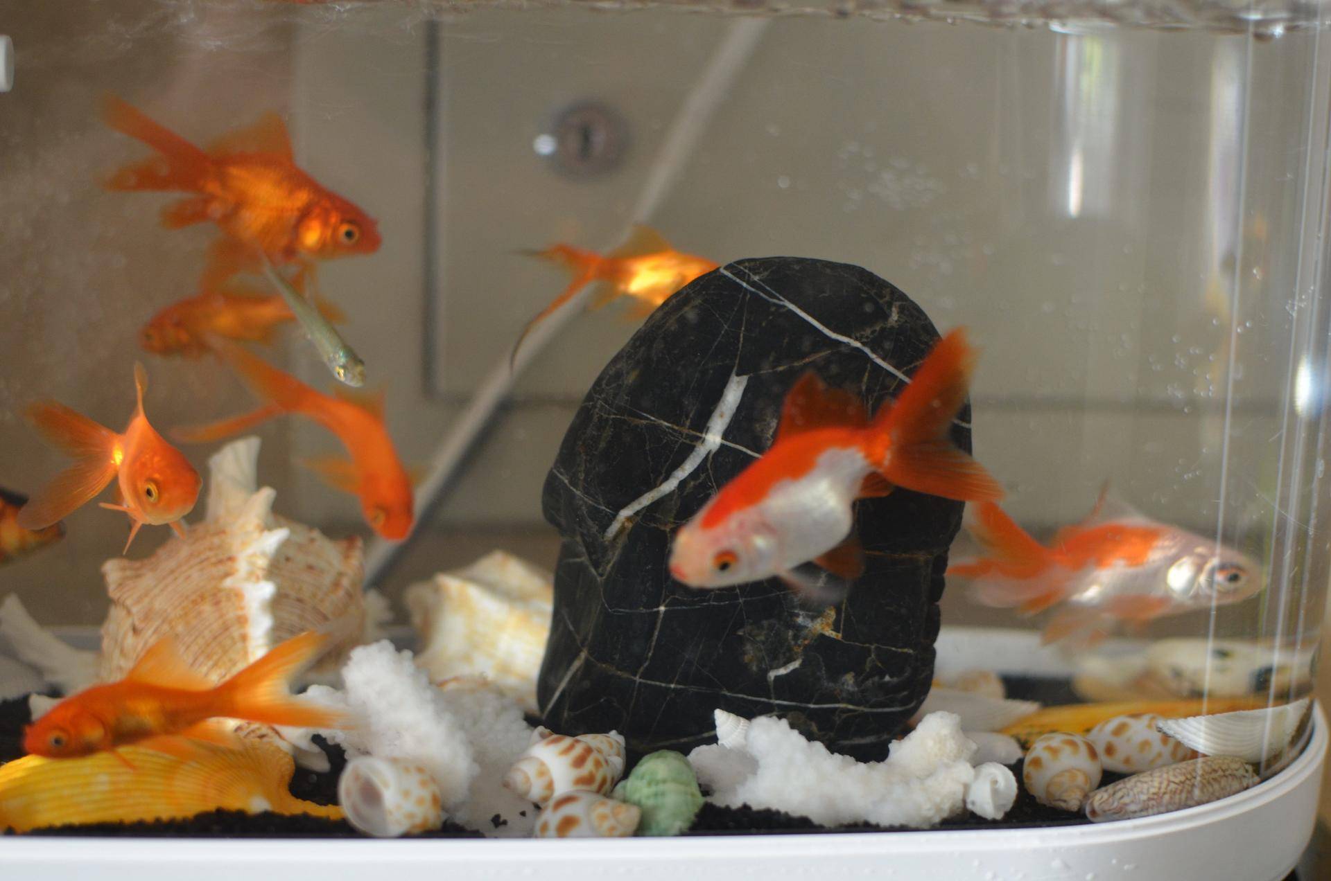 懒人鱼缸养鱼,懒人能养鱼吗