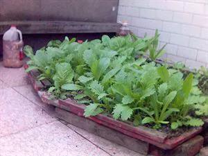 环保种菜酵素制作方法,环保酵素用什么果皮做出来