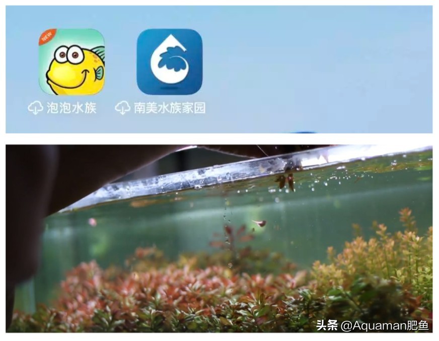 便宜又好养的水草推荐,好养又便宜的水草推荐