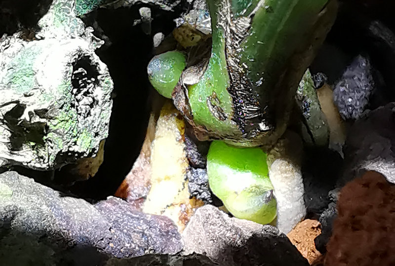 艺兰频道兰花价格,艺兰现在直播回放