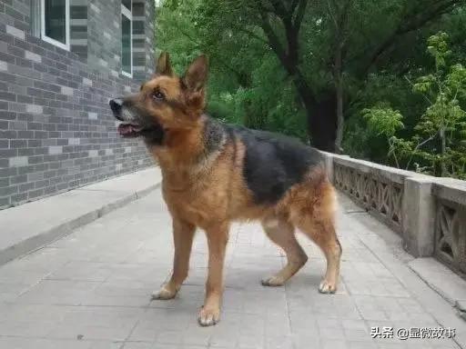 揭秘宠物殡葬:我设计了6487个骨灰盒,只为了帮它体面离开