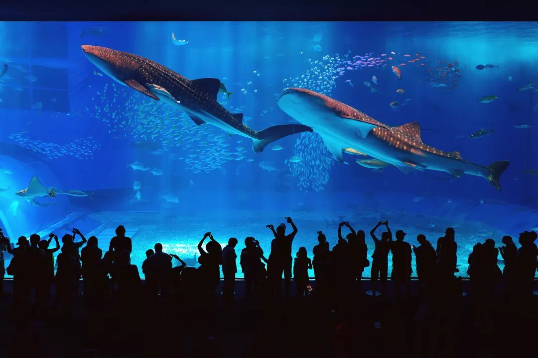 冲绳有哪些好玩的地方夏天,冲绳冬季有什么好玩的