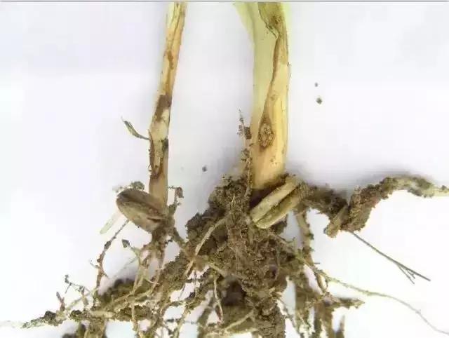 小麦黄化死苗是什么原因,小麦黄化死棵怎么处理