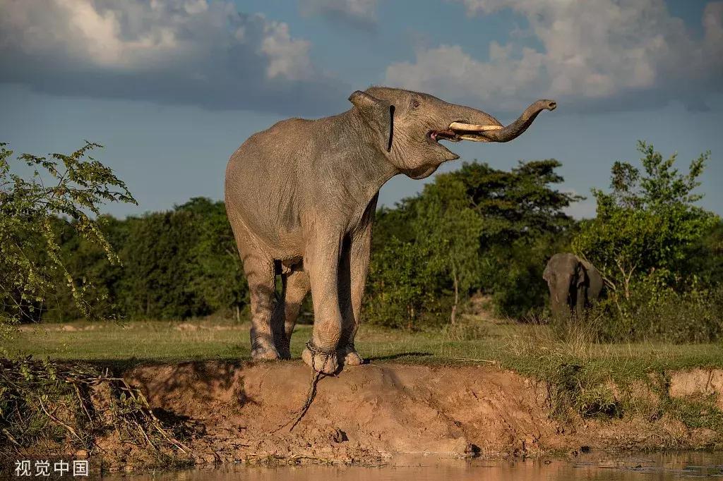 这几种纪念品千万不要买,十大禁止带回家的纪念品