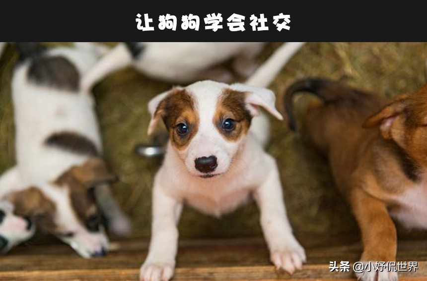 狗狗会咬人主人怎么纠正,狗狗会凶人怎么训