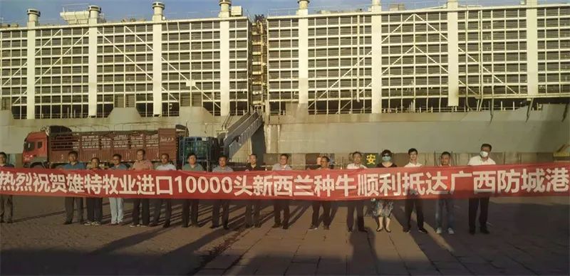 雄特牧业喜迎万头新西兰种牛顺利抵达广西防城港