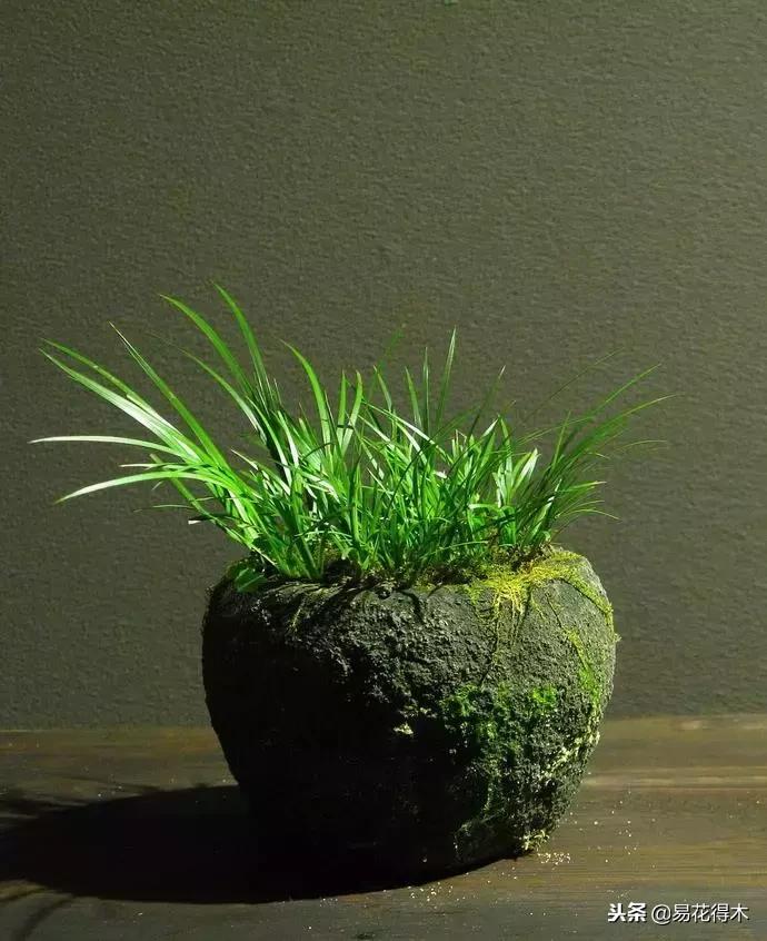 文房菖蒲怎么养殖,菖蒲的养护方法