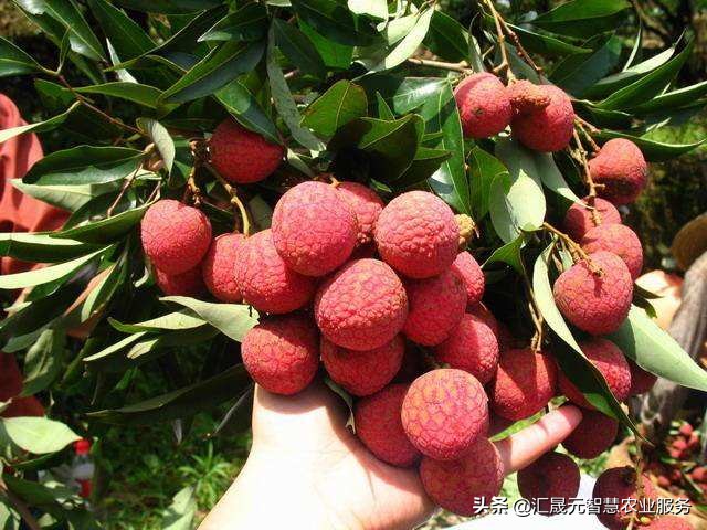 荔枝叶子有点黄怎么办,荔枝叶起疙瘩