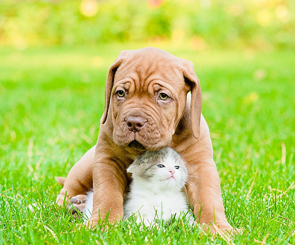 毛孩子吃药吐出来怎么办,毛孩子中毒喝水自救