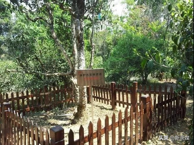 真正的老班章古树茶怎么泡,班章老树茶如何辨别真假