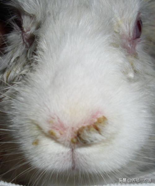 家兔冬春四种常见病的防治,养兔大咖经验分享