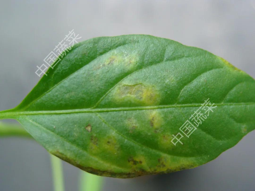 叶片疮痂病,辣椒叶片病害图片与防治措施