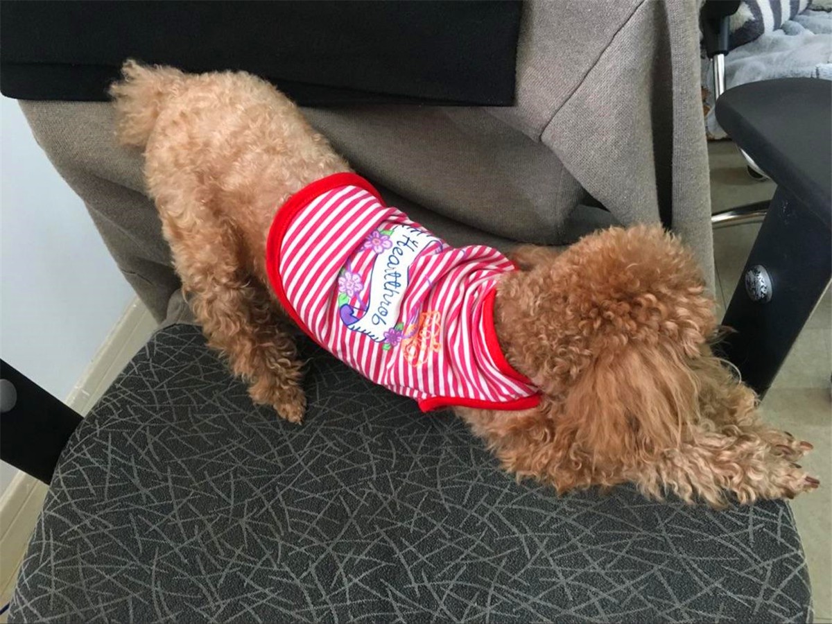 狗狗正常吃饭营养也够但还是瘦,狗狗基因取决于母系还是父系