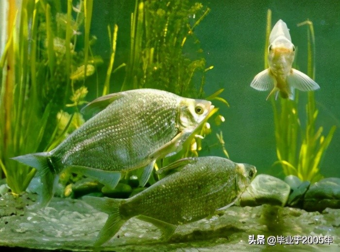 大连近海常见鱼类图鉴,大连哪里可以垂钓淡水鱼