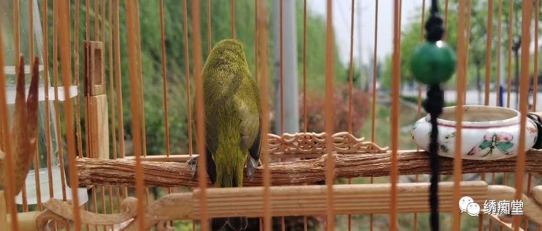 绣眼鸟常见病大全,绣眼鸟如何防病