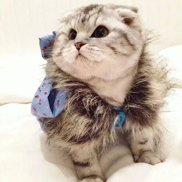 猫子宫囊肿怎么治疗,猫宫腔积脓最佳治疗方案