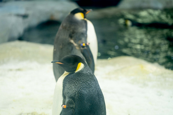 珠海长隆旅游攻略一天自由行,珠海长隆旅游攻略三天自由行