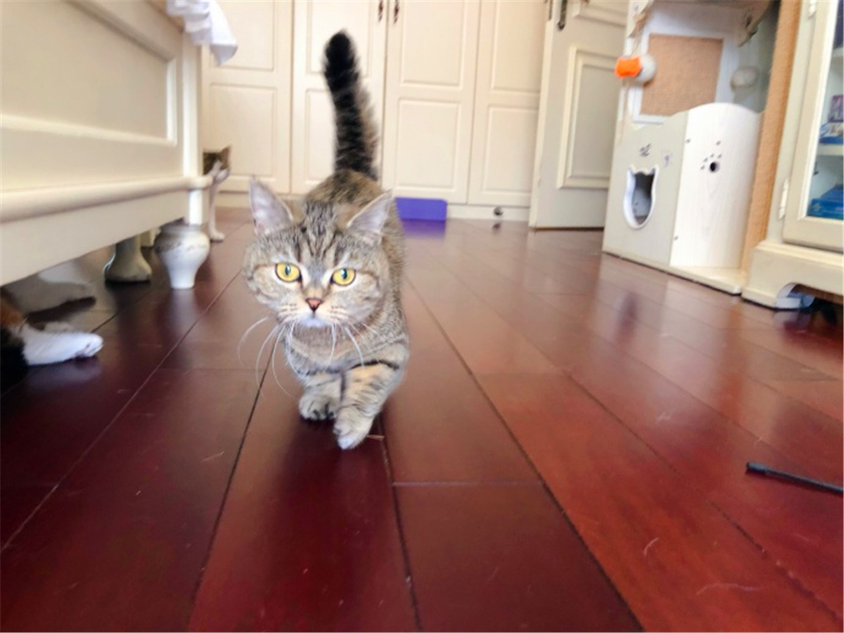 被猫抓伤确诊猫抓病,被猫咪抓了会得猫瘟吗