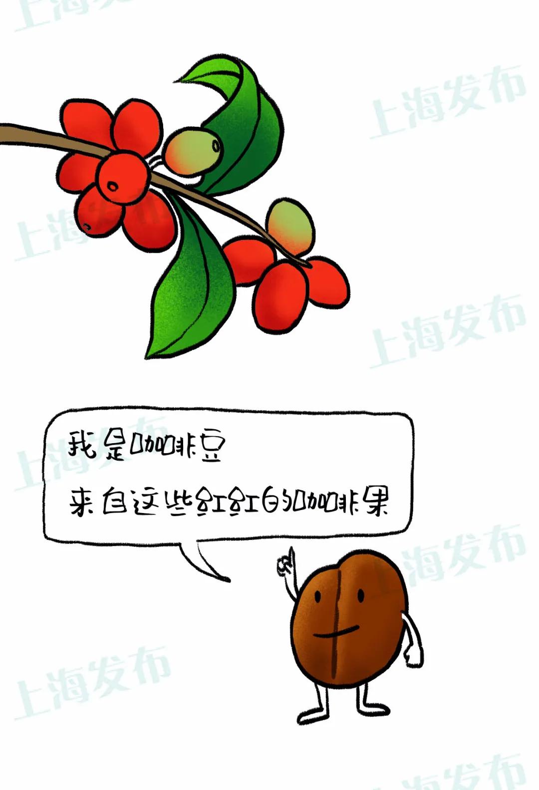 高浓度咖啡豆提神,咖啡豆提神还是咖啡提神