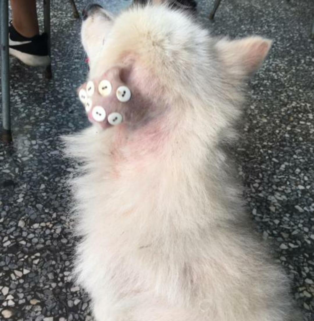 耳血肿狗狗治疗图片,耳血肿狗狗怎么办