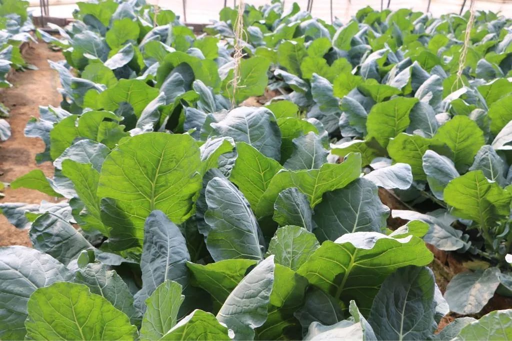 桂林柳叶菜花种植技术视频,菜花的施肥和栽培管理技术