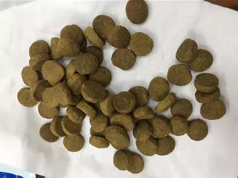 家有狗子,家有狗子视频完整版