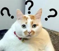 京东白条出bug了吗,京东白条哪个软件上可以看