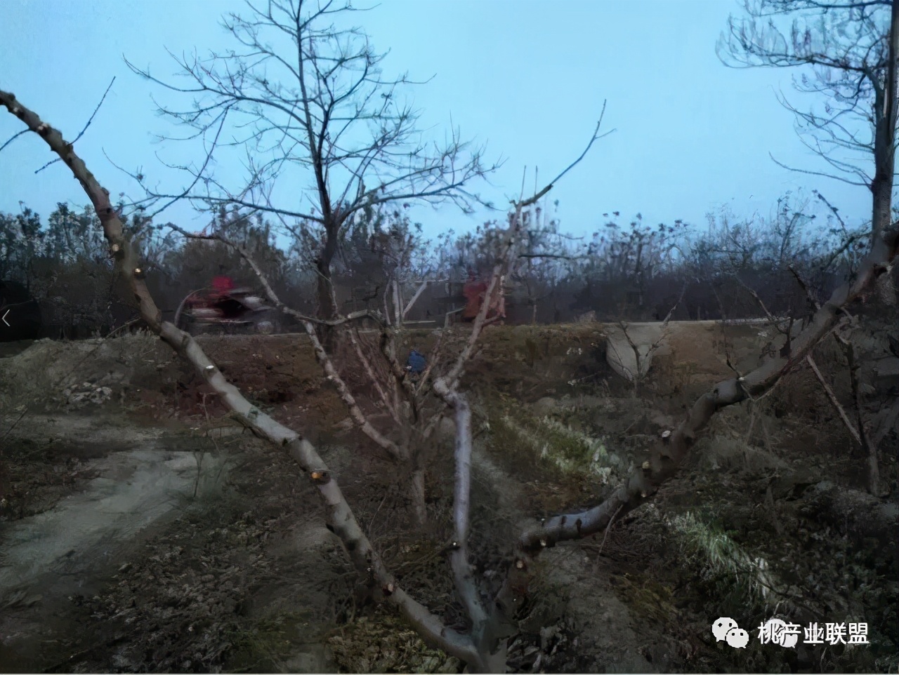 桃树长放修剪好、还是短截修剪好？