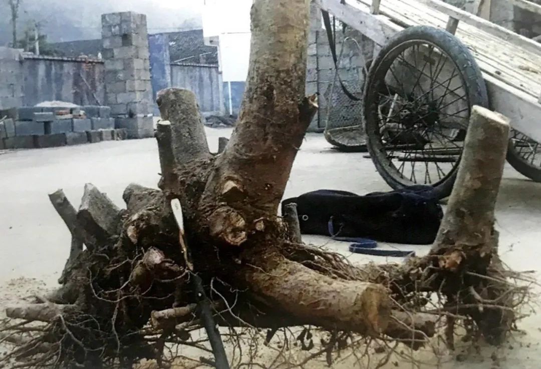 小榆树盆景设计100种形态,榆树盆景用的榆树是什么品种