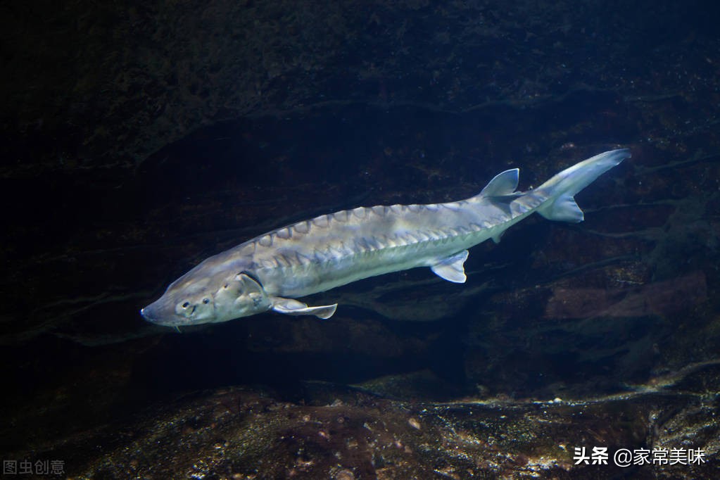 世界几大顶级美食品尝,世界五大顶级美食都是什么