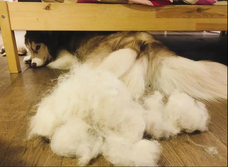 容易训练不容易掉毛易养的小型狗,最好养的狗又干净又不掉毛不咬人