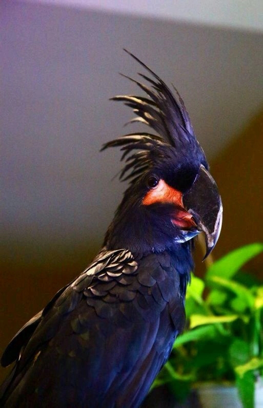 什么鹦鹉最好养又实惠,哪4种鹦鹉合法