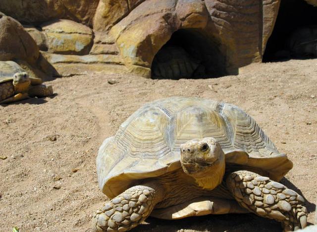 动物饮水怎么解决,动物喝水为什么不生病