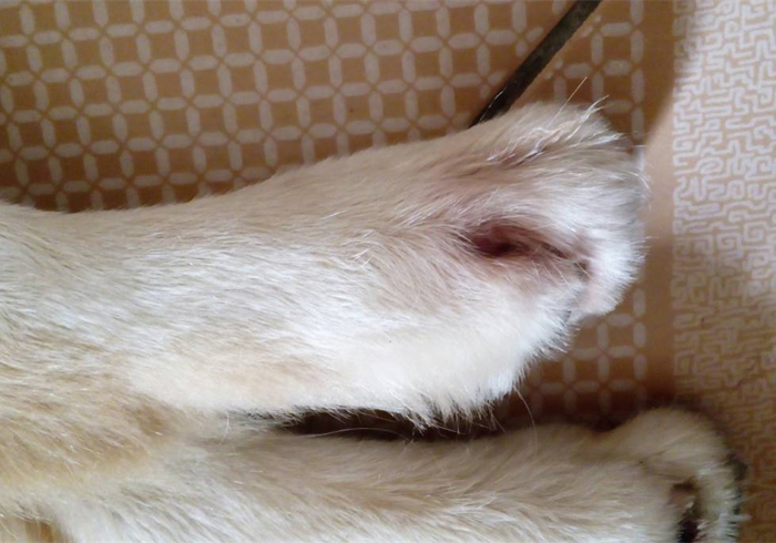 狗狗趾间发炎,狗狗真菌感染皮肤发炎了怎么办