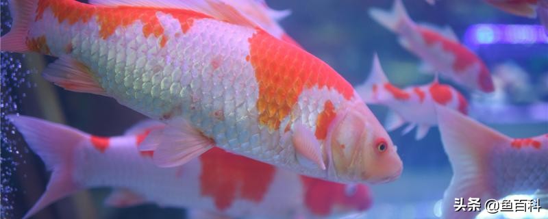 锦鲤可以喂红虫吗,金鱼锦鲤吃蚯蚓好还是红虫长得快