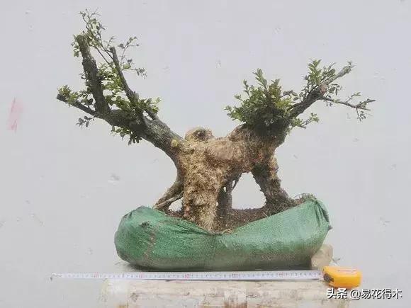 下山桩杀根没到位怎么处理,下山桩的处理方法