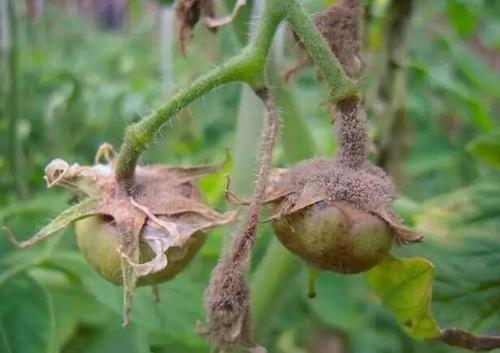 大棚蔬菜技术人员工资,大棚里10万年薪的技术员